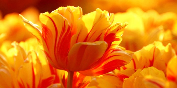 1920x1200 The Latest Wallpaper Yellow Most Beautiful Latest Wallpapers