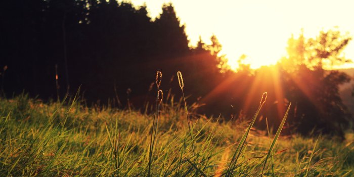 2560x1600 Morning Sunshine Wallpapers HD Wallpaper, Background Images