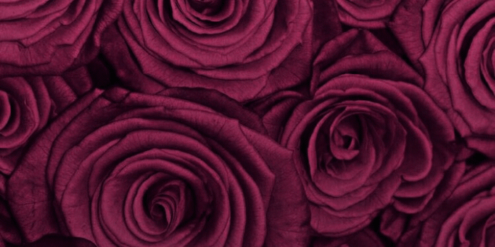 720x1280 flowers & wallpaper | Burgundy | Flowers, Cute wallpapers, Wallpaper