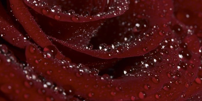 2048x1536 Burgundy Rose HD desktop wallpaper : High Definition : Fullscreen