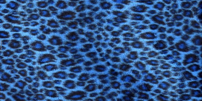 2000x2000 Blue leopard Myspace Layouts - Pimp-My-Profile.com