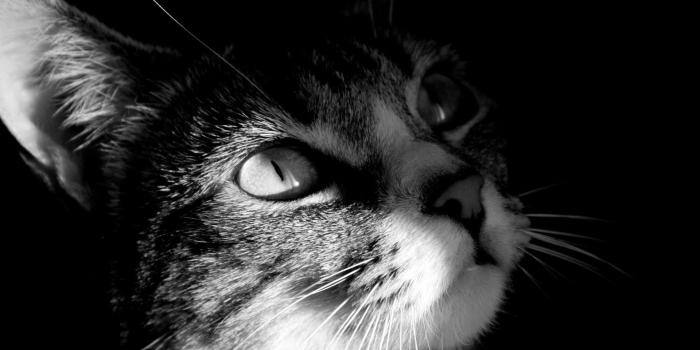 1920x1080 Adorable cute cat staring into the camera wallpapers for myspace and