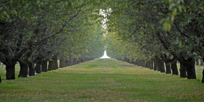 1920x1200 Orchard ❤ 4K HD Desktop Wallpaper for 4K Ultra HD TV • Tablet