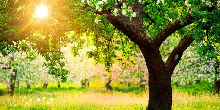 2560x1440 Orchard ❤ 4K HD Desktop Wallpaper for 4K Ultra HD TV • Dual Monitor