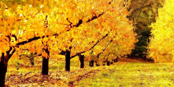 1332x850 Wallpaper Nature, Autumn, Golden, Trees, Leaves, Seasons, Orchard