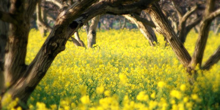 2560x1600 Orchard ❤ 4K HD Desktop Wallpaper for 4K Ultra HD TV • Dual Monitor