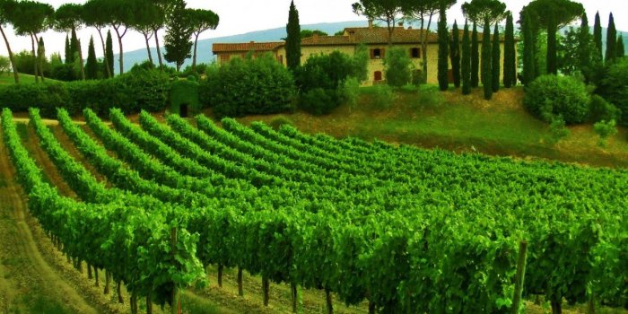 1244x700 Orchard wallpaper | 1920x1080 | 642560 | WallpaperUP