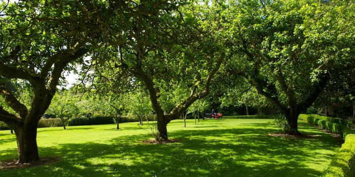 2101x1031 HD Orchard Wallpapers and Photos | HD Nature Wallpapers