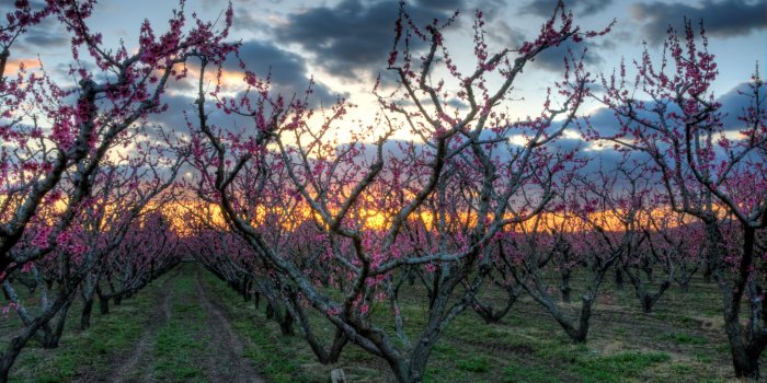 3840x2160 Orchard wallpaper