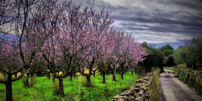 3840x2400 Almond Orchard HDR ❤ 4K HD Desktop Wallpaper for 4K Ultra HD TV
