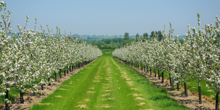 3008x2000 741953 Orchard Wallpapers