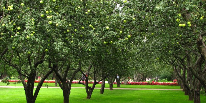 2816x2112 Free download Apple Orchard Wallpaper Apple orchards [2816x2112] for