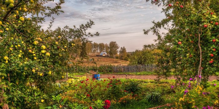 1920x1200 Best 45+ Apple Orchard Desktop Backgrounds on HipWallpaper | Apple