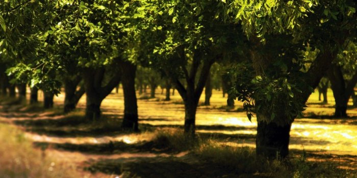 1332x850 Wallpaper Nature, Park, Summer, Trees, Leaves, Shade, Green leaves