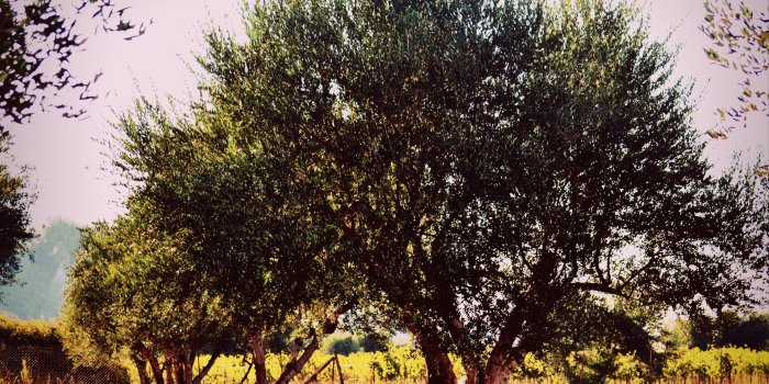 3840x2783 3088852 greece, green, landscape, olive tree, orchard, trees, winter