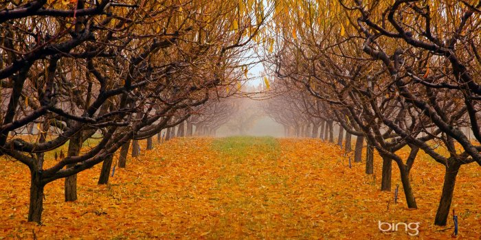 1920x1200 Best 46+ Orchard Desktop Backgrounds on HipWallpaper | Apple Orchard