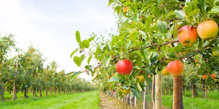 2122x1415 Pixel - 2122x1415, (beautiful wallpaper) - Apple orchard