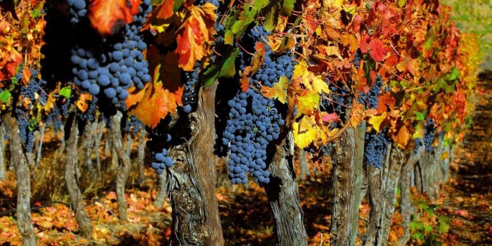 1244x700 Grapes orchard harvest food fruit plants leaves color wallpaper