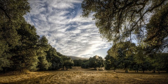 1920x1200 Ultra HD,HD Wallpapers, Landscape, Forest, HDr, Free Stock Photos