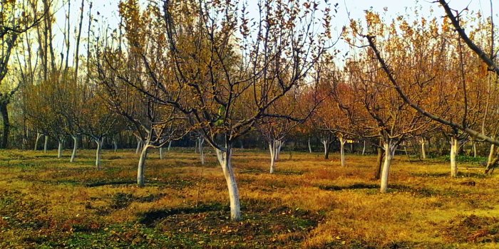 2048x1536 3092282 apple, apple orchard, apple trees, autumn, kashmir wallpaper