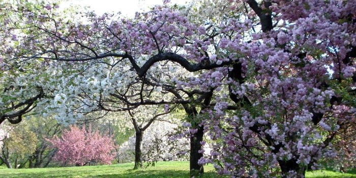 1920x1080 Cherry tree orchard wallpaper - Nature wallpapers - #21730