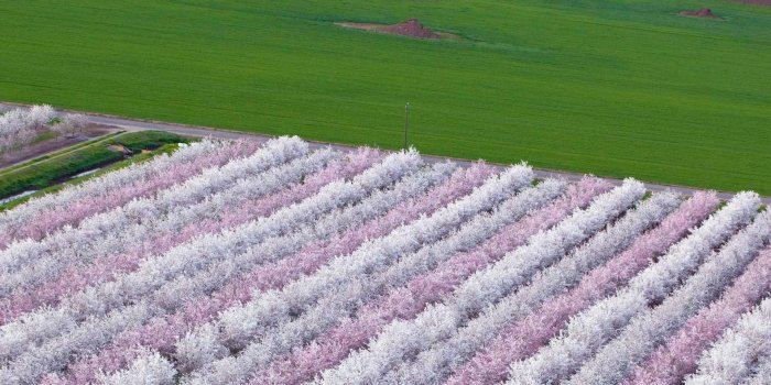 1920x1080 Almond Orchard – Bing Wallpaper Download