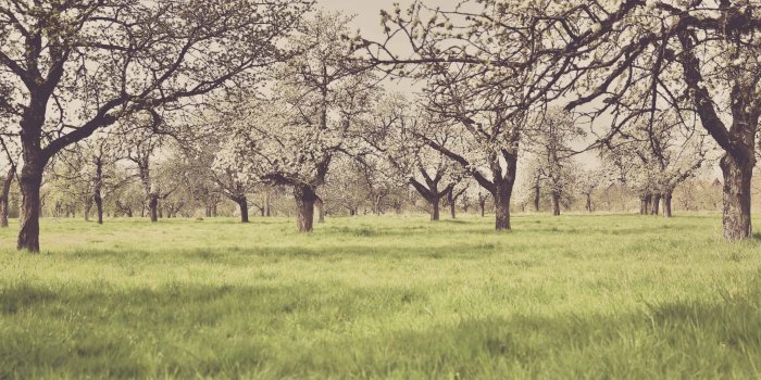 2880x1800 Cherry Blossom Orchard Vintage Mac Wallpaper Download | Free Mac