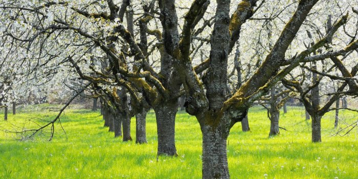 1244x700 Trees Grass blossom orchard wallpaper | 1920x1080 | 72603 | WallpaperUP