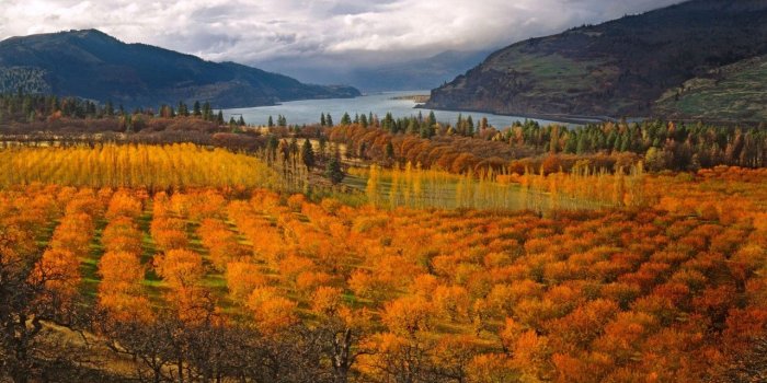 1280x800 Cherry Orchard Autumn Trees wallpapers | Cherry Orchard Autumn Trees