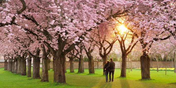 1920x1080 Download 1920x1080 Orchard, Tree, Couple, Sunset, Blossom, Pink