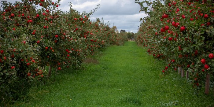 3008x2000 Apple orchard, wallpaper directory, 1342016851
