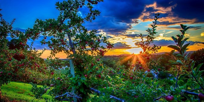 2048x1404 Fruit Trees Wallpapers