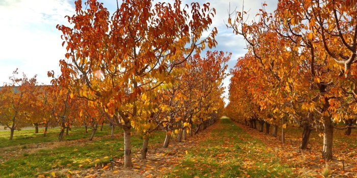 1600x1066 Orchard in the Fall