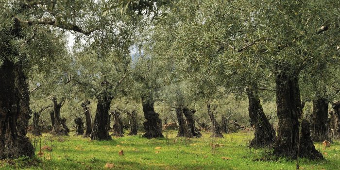 1600x803 Best 56+ Olive Orchard Wallpaper on HipWallpaper | Olive Wallpaper