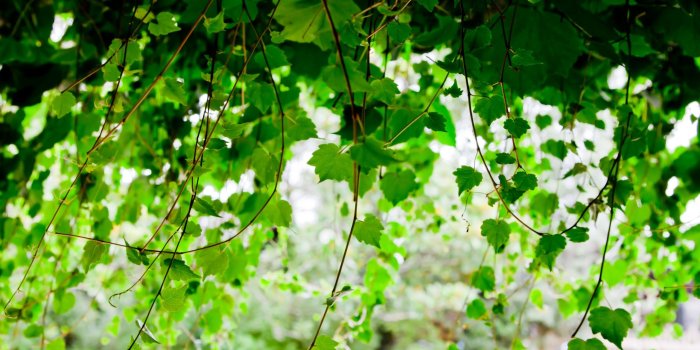 2560x1600 27+ Ivy Vine Wallpapers on WallpaperPlay