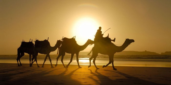 1244x700 Sand camels Morocco wallpaper | 1920x1080 | 61769 | WallpaperUP