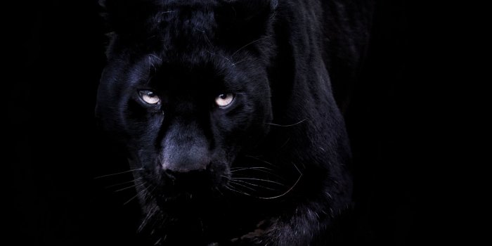 3860x4290 Wide Black Panther Iphone Wallpaper For Windows Wallpaper Full HD
