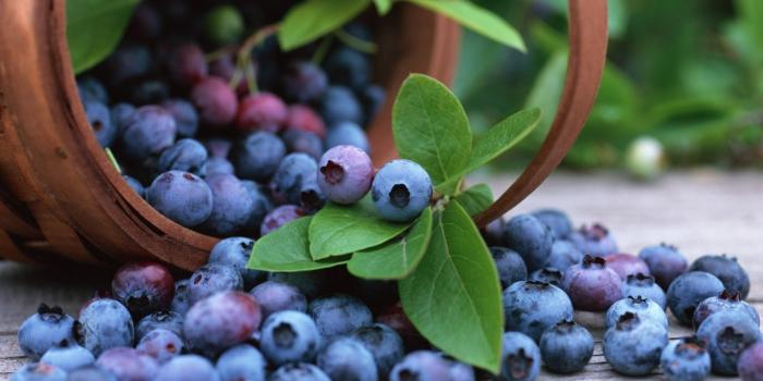 2560x1600 Blueberry Wallpapers