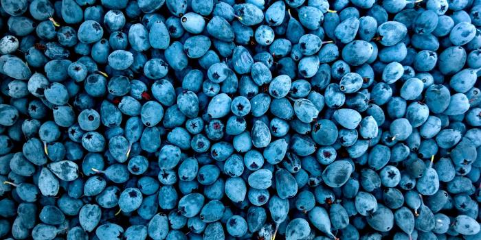 3132x2072 Blueberries, HD Food, 4k Wallpapers, Images, Backgrounds, Photos and