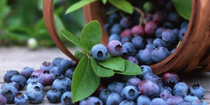 2560x1600 Blueberry Wallpapers HD #91SYDN9 | WallpapersExpert.com