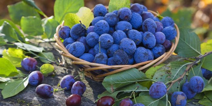 1920x1080 Blueberry Pictures #6778352