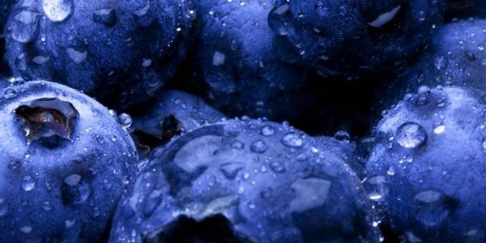 1080x1920 Blueberry Wallpapers HD #5RY293I | WallpapersExpert.com