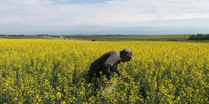 1600x900 China-Canada spat over Huawei sends oilseed prices sliding - Nikkei