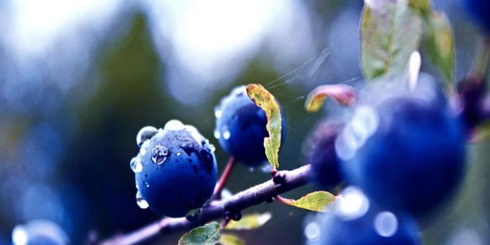 1280x800 Free Blueberry wallpaper | 1280x800 | #24474
