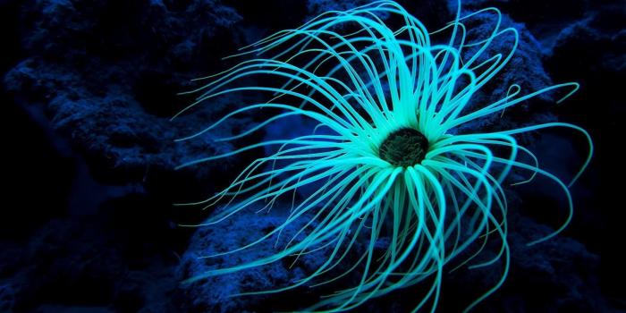 1920x1080 61+ Deep Sea Wallpapers on WallpaperPlay