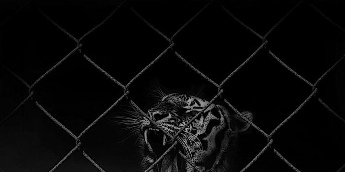 1080x1920 Wild Beast HD Wallpaper For Your Nokia Cell Phone