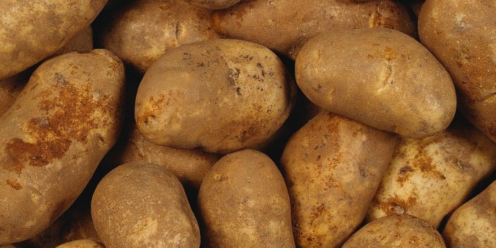 1280x1024 Potato Wallpapers High Resolution #X925OJ8 | WallpapersExpert.com