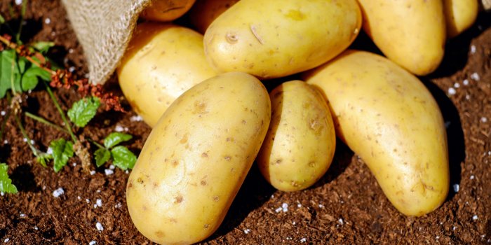 3840x2560 3103997 close up, harvest, potatoes, soil, vegetables 4k wallpaper