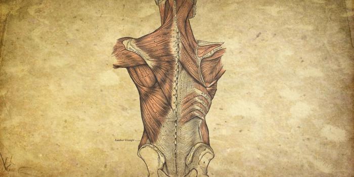 1920x1080 68+ Human Anatomy Wallpapers on WallpaperPlay