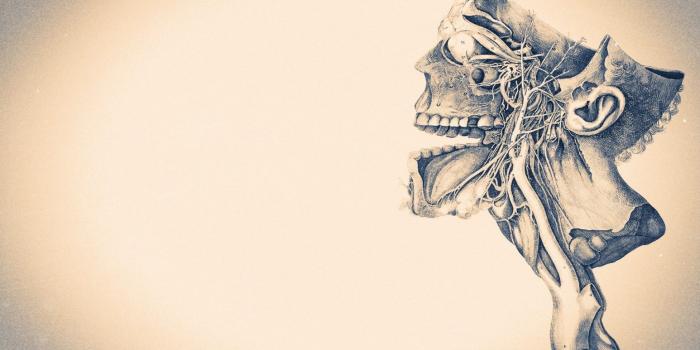 1920x1080 Anatomy Wallpaper HD (63+ images)